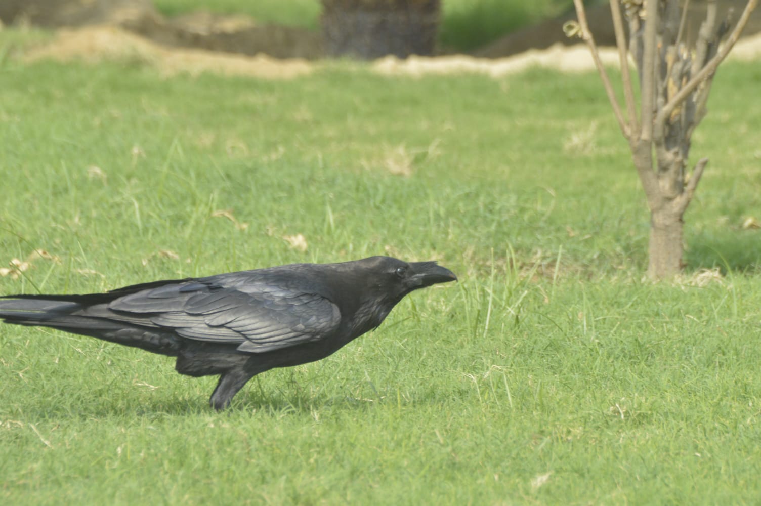 Avifaunal Surveys